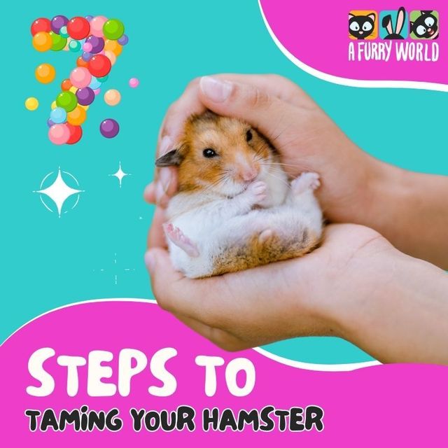 Taming store syrian hamster